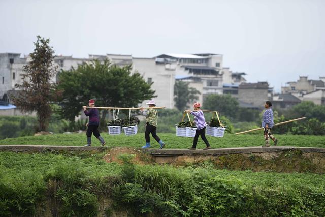 #（经济）贵州黄平：野菜驯化种植催生农业新业态