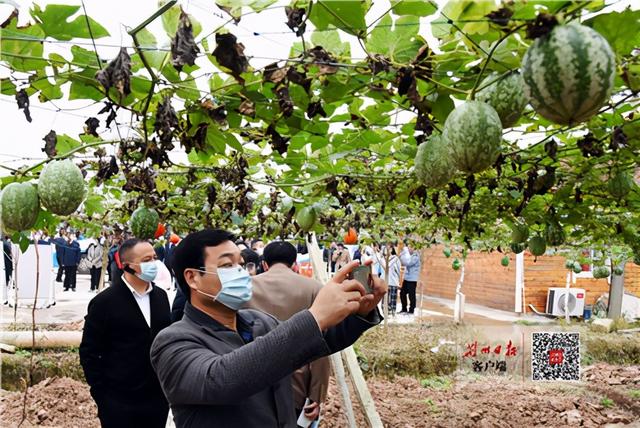 全省最大吊瓜连片种植产业园在荆州这个地方