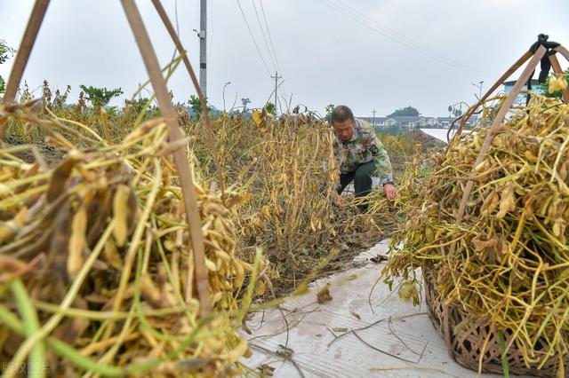 大豆优质高产种植技术，这些方法掌握住，丰收不用愁！