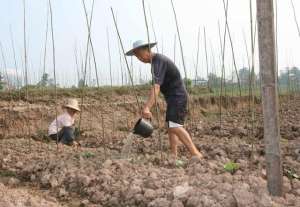 生姜种植效益分析(“种地发财”？生姜价格暴涨，亩产8万“姜你军”后该种什么？)