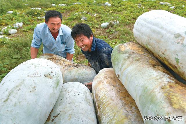 冬瓜怎样种植长得大、产量高？告诉你十个种植管理技巧