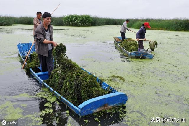 浮萍草袭击钓点无法钓鱼？这个不起眼的东西，轻松助你解决困扰