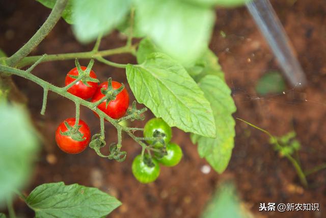 新农知识——圣女樱桃番茄基质栽培技术，以及种植细节解析