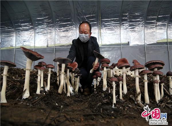 湖南沅江：芦苇转型突围 芦菌横空出世