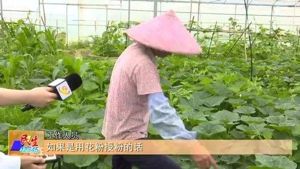 少见多怪？阳东新洲：香芋味的小南瓜长这个样