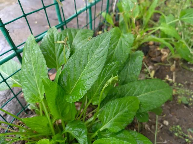 早开堇菜丨跟「紫花地丁」很像的野菜，药食同源，认识吧？