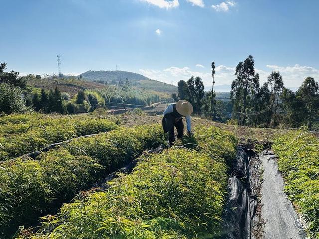 玉溪江川：千亩野生梁王茶 绿了荒山富了农