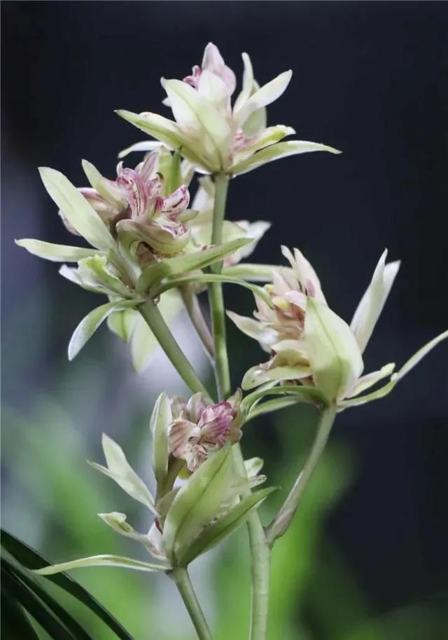 开花很香的十个建兰品种，无需鼻孔凑近便可闻香，都是便宜的好花