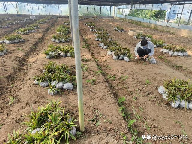 白芨种植技术（白芨苗几月份栽）