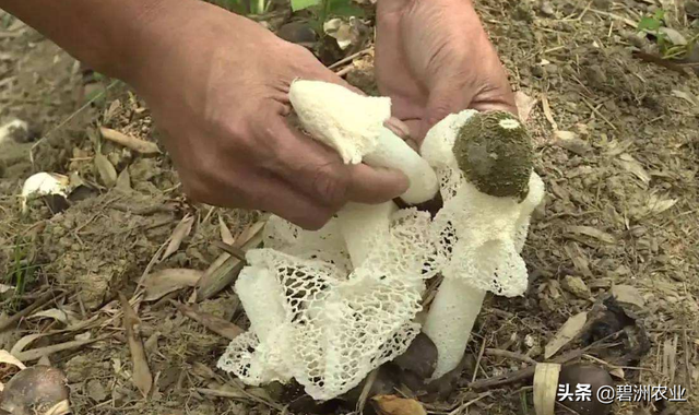 碧洲农业：草八珍之一，与您分享竹荪的种植经验，助您提高产量