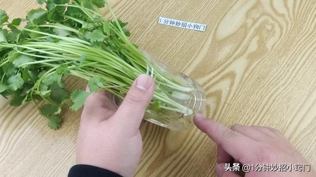 把香菜放进塑料瓶里，真是厉害了，多亏卖菜阿姨教我方法，涨知识