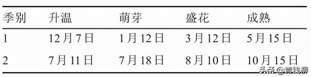 基金项目：新疆日光温室夏黑葡萄一年两熟简化栽培技术