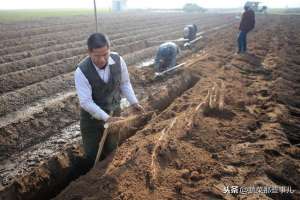 山药浅生种植(旧编织袋别扔掉可以留着种山药，每亩山药增产500公斤)