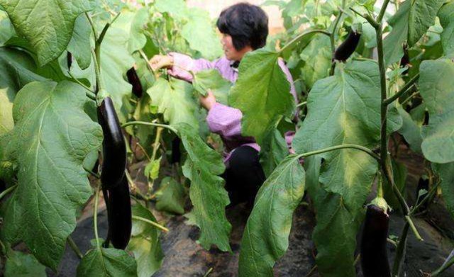 温室大棚蔬菜栽培，如何吊蔓、打杈、打叶，调节植株生长平衡？