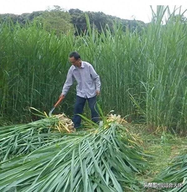 农村暴力稀有种植，亩产6万斤，株高6米，种植后十年可连续收获