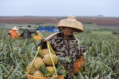 全国10个菠萝有3个来自这里 广东徐闻菠萝田头价创新高