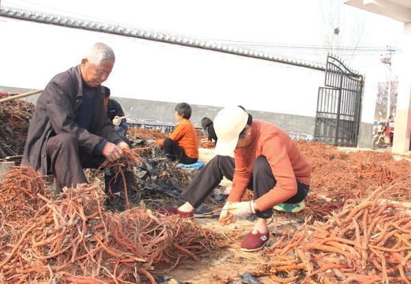 宜阳县小山村村民脱贫致富信心满满 秘诀就是种丹参