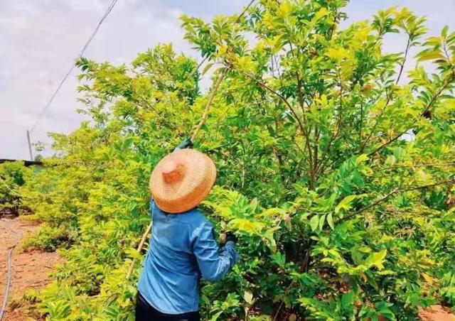 围观！驻村第一书记传授番荔枝种植技术