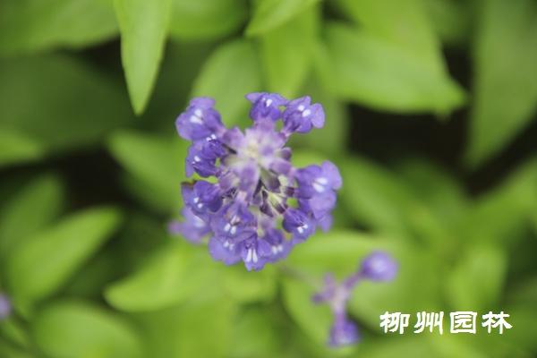 蓝花鼠尾草在都乐公园美丽绽放