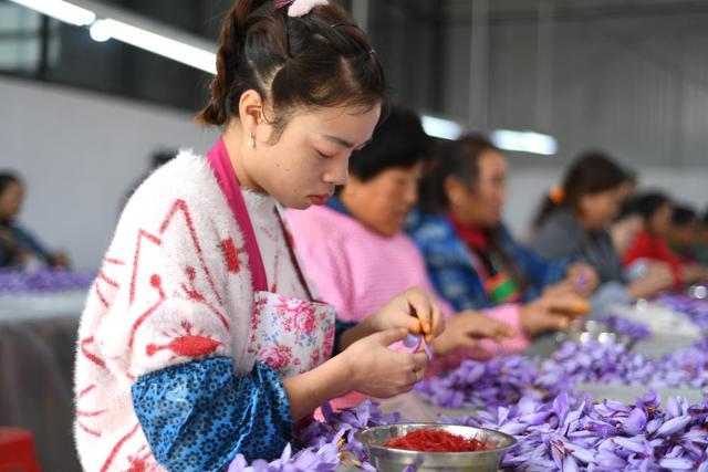 贵州岑巩：西红花开幸福来