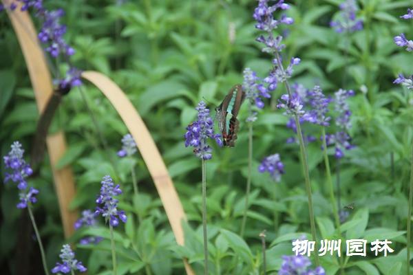 蓝花鼠尾草在都乐公园美丽绽放