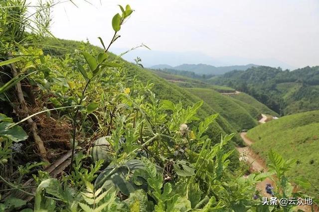 油茶幼林套种西瓜，每亩可增收数千元，高产栽培掌握5个技术要点