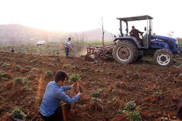 宜阳县小山村村民脱贫致富信心满满 秘诀就是种丹参