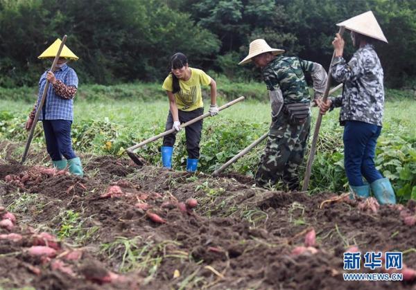 广西钦州：盐碱地里结出“扶贫红薯”