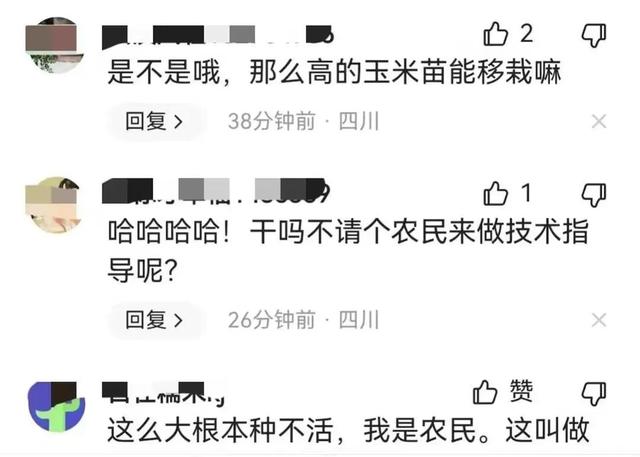 成都一广场上移栽玉米苗？网友：连拔苗助长都自愧弗如；