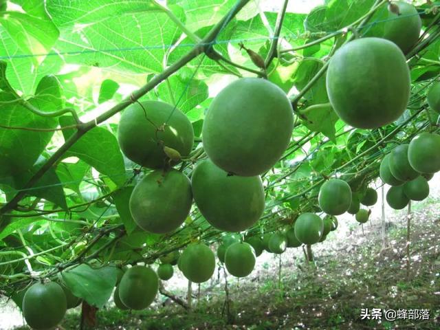 在农村，种植项目怎么选？这5种药材种植产量高，市场广，值得干