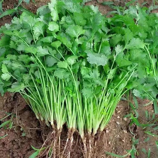 12月份还能种什么菜？这8种耐寒菜可以种，天气越冷越好吃