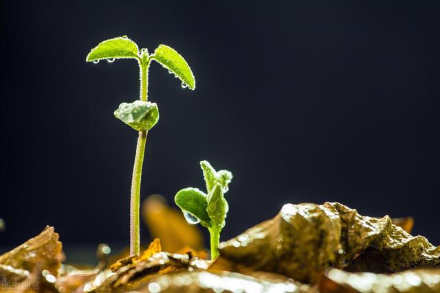 花椒籽芽菜生产，设备简单，省时省力，学会了，在家也能生产