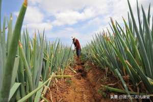 大葱种植与管理技术集锦(大葱最忌追施什么肥料，这些施肥技术一定要记牢，亩增产至少30%)