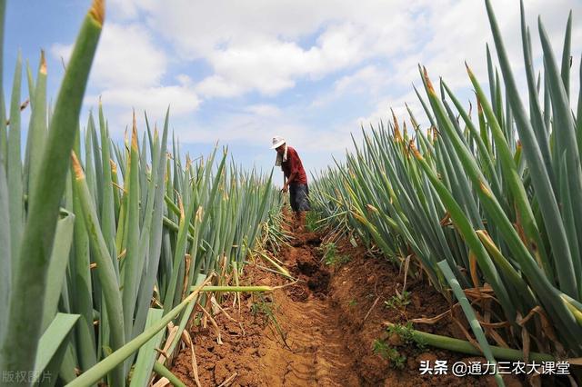 大葱最忌追施什么肥料，这些施肥技术一定要记牢，亩增产至少30%