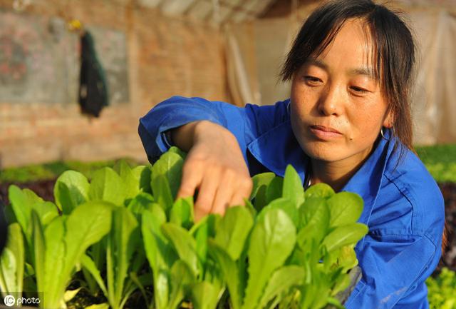 提高油菜产量的种植技巧和田间管理方法