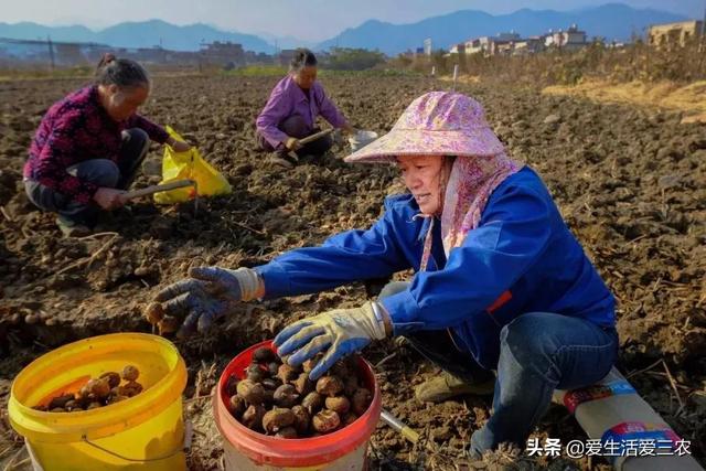 推荐五种年入过万的农作物，找项目的可以参考一下！