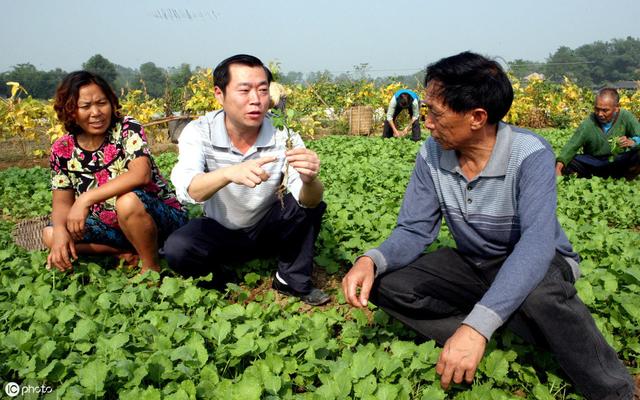 提高油菜产量的种植技巧和田间管理方法