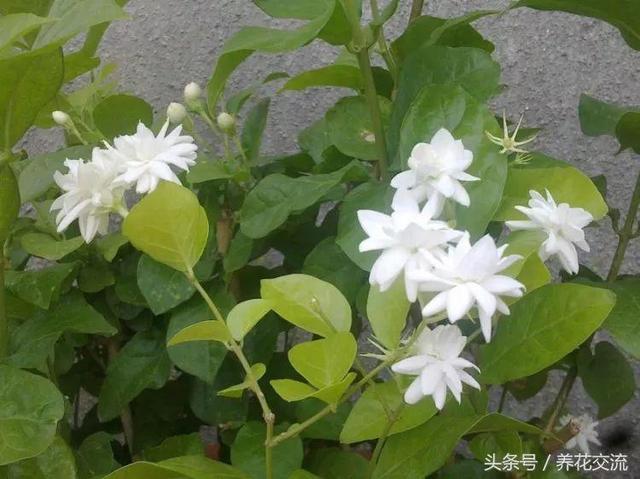 在室内养茉莉花掌握7个技巧，盆栽养着也不担心没有花朵