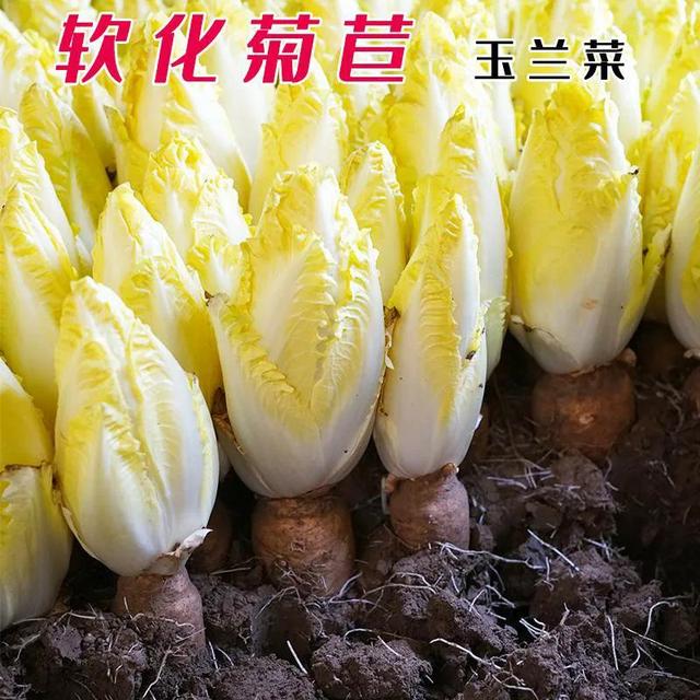 12月份还能种什么菜？这8种耐寒菜可以种，天气越冷越好吃