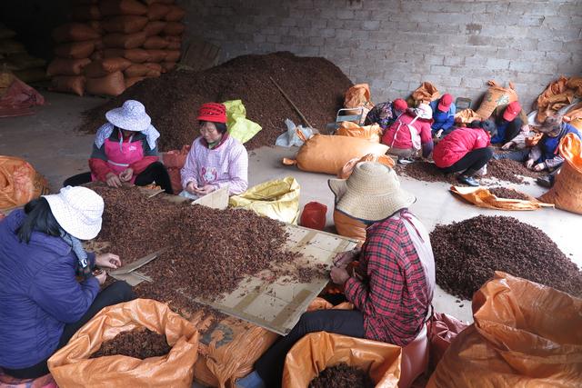 八角的出路，不应只是餐桌上的大香料