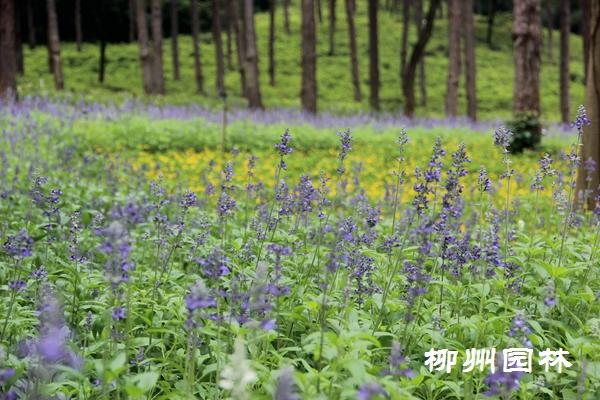 蓝花鼠尾草在都乐公园美丽绽放