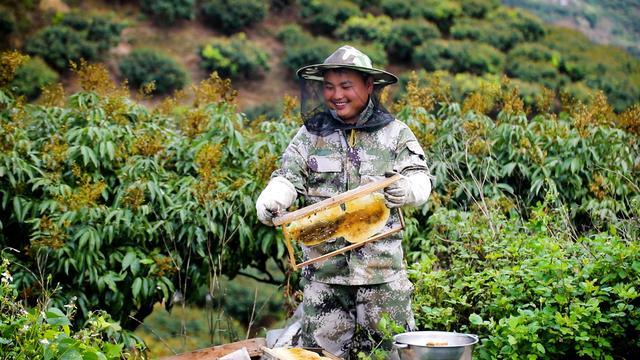 云南屏边万亩荔枝花开遍野 蜂农忙采蜜