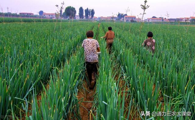 大葱最忌追施什么肥料，这些施肥技术一定要记牢，亩增产至少30%