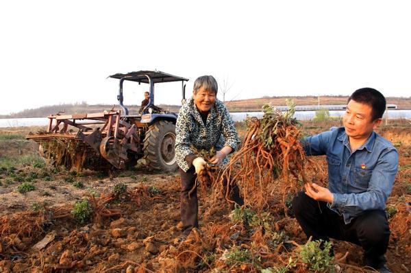 宜阳县小山村村民脱贫致富信心满满 秘诀就是种丹参