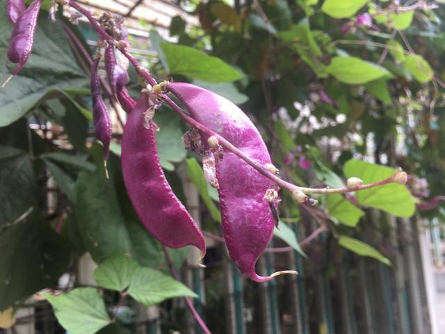 扁豆栽种难度大，掌握好种植要点与科学管理技术，同样收获高效益