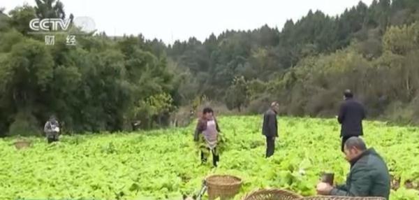 乡村振兴看一线｜四川梓潼多种方式稳定蔬菜种植面积 保证蔬菜品质助力村民增收