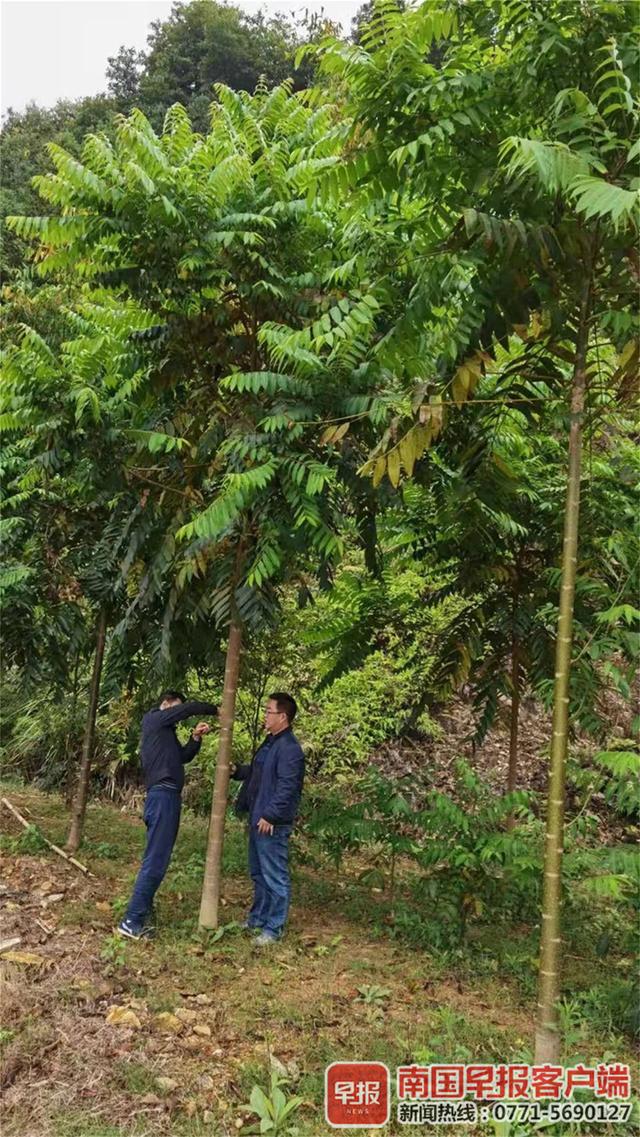 1000万株以上！广西将种植乡土珍贵树种，“价值”和“颜值”并存