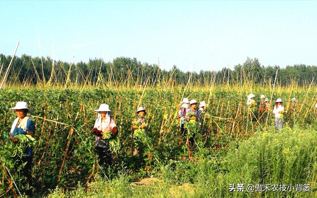 种植豆角记住这6点，豆角开花结荚多、落花落荚少、采收期延长