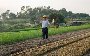 桔梗种植效益分析(农村承包5亩地，种植桔梗和麦冬，万元成本，一年就能赚八九万)