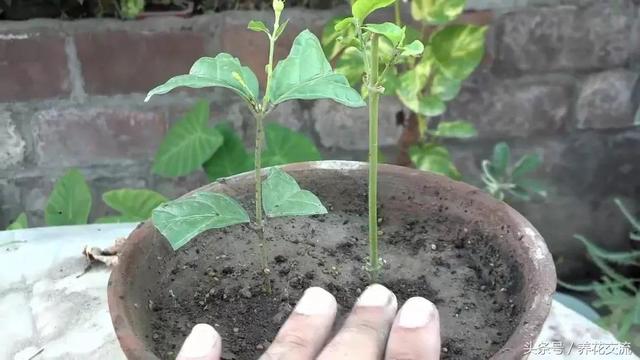 在室内养茉莉花掌握7个技巧，盆栽养着也不担心没有花朵